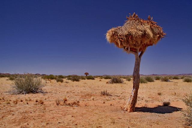 031 Fish River Canyon, kokerboom.JPG